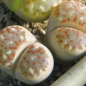 lithops dorotheae