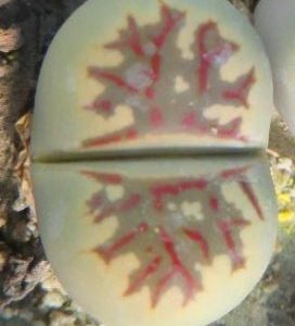 lithops dorotheae