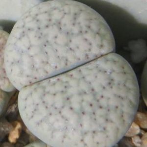 lithops verruculosa glabra C177