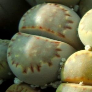 lithops julii fulleri brunea x lithops julii 297
