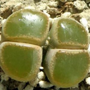 lithops lesliei