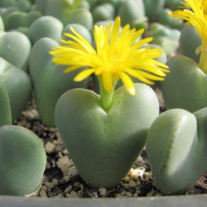 Conophytum bilobum