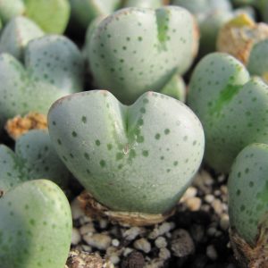 Conophytum ernianum