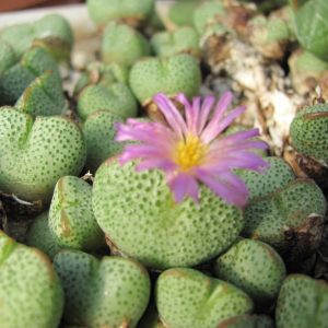Conophytum taylorianum