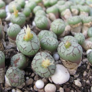 Conophytum minimum
