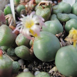 Conophytum globbosum