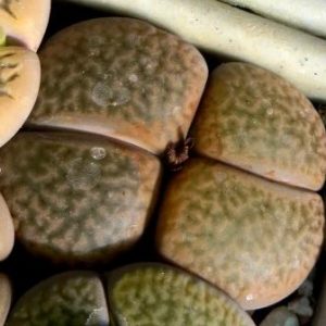 1616.56 MG lithops hookeri marginata C 33