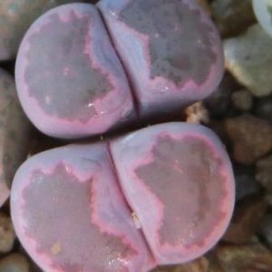 lithops salicola bacchus