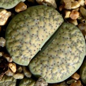 lithops verruculosa C 198   ЮАР