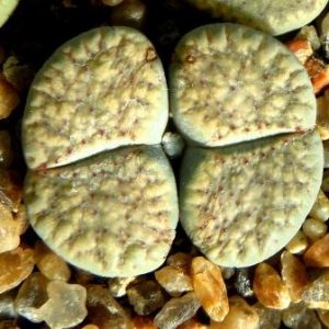 lithops verruculosa C 198   ЮАР