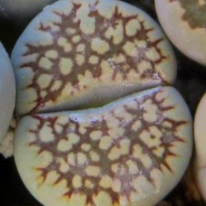 lithops salicola reticulata