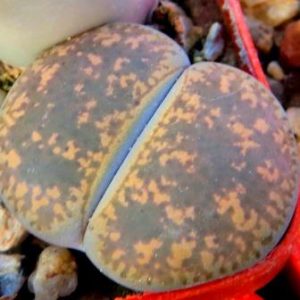 lithops lesliei classik
