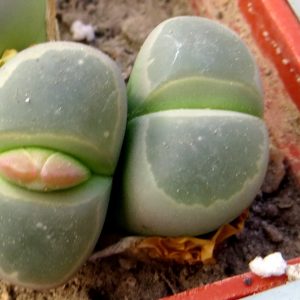 lithops olivacea c109