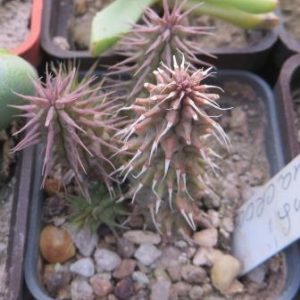 huernia pillansii x macrocarpa