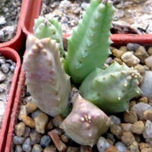 huernia IB 10821
