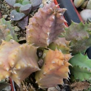 huernia zebrina