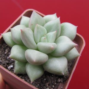 Echeveria Van  Keppel