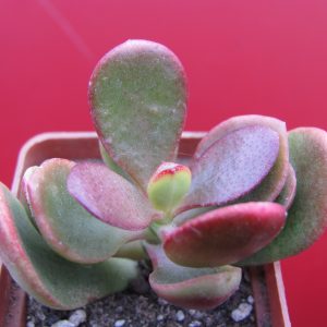 Crassula Hummels Sunset   F2