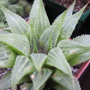 Haworthia emelyae multifolia