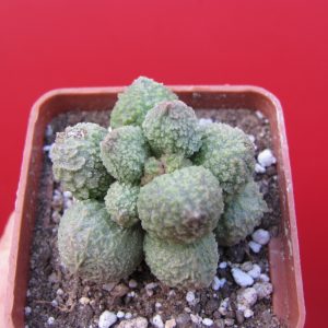 Adromischus marianiae Herrei Green