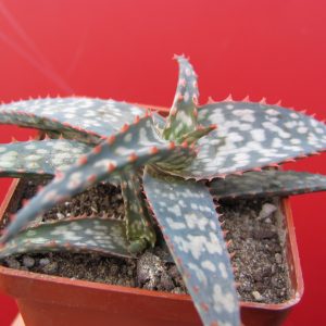 Aloe hybr.