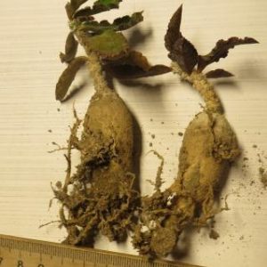 euphorbia ambovombensis