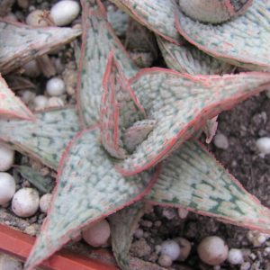 Aloe hybr. * White *     ( hybrid Lipskiy )