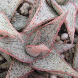 Aloe  hybr.   * White *    ( hybrid Lipskiy )