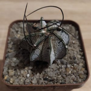 Astrophytum capricorne major