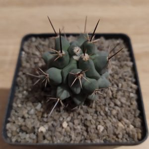 Thelocactus lophothele v. longispinus