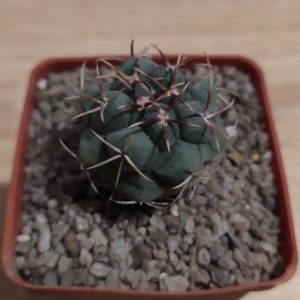 Thelocactus hexaedrophorus
