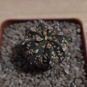 Astrophytum asterias ‘Super Kabuto’ Gold