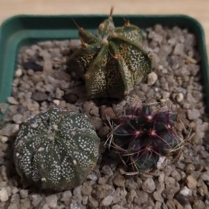 Astrophytum hybr capas x cv. Super Kabuto