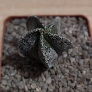Astrophytum myriostigma