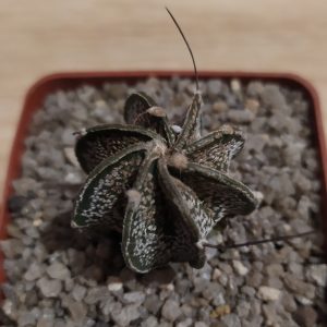 Astrophytum capricorne