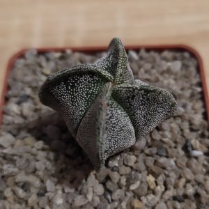 Astrophytum myriostigma v.quadricostatum