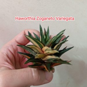 Haworthia Zoganeto Variegata детка