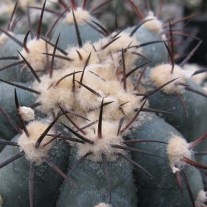 Echinocactus horizonthalonius Cuarto Cienegas насіння