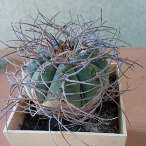 Gymnocalycium cardenasianum  -30years-