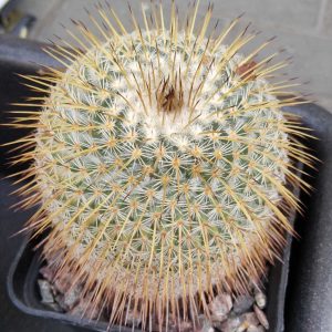 Mammillaria dixanthocentron -Teotitlan del Camino- MG- 26 years-