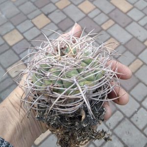 Gymnocalycium cardenasianum  -30years-