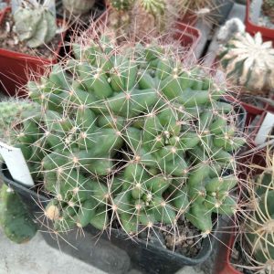 Lepidocoryphantha runionii -30+years -super flovers!-