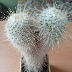 Mammillaria nejapensis v. longispina -30+years-