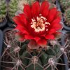 100 Gymnocalycium tillianum WR 227