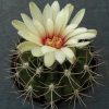 101 Gymnocalycium valnicekianum P 83