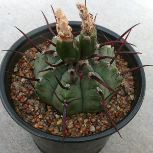 Gymnocalycium vatteri -Seeds-