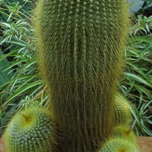 Notocactus  leninghausii -Seeds-