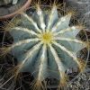 104 Notocactus magnificus 15шт.-25грн.