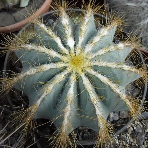 Notocactus  magnificus -Seeds-