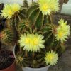 105 Notocactus warasii 15шт.-20грн.